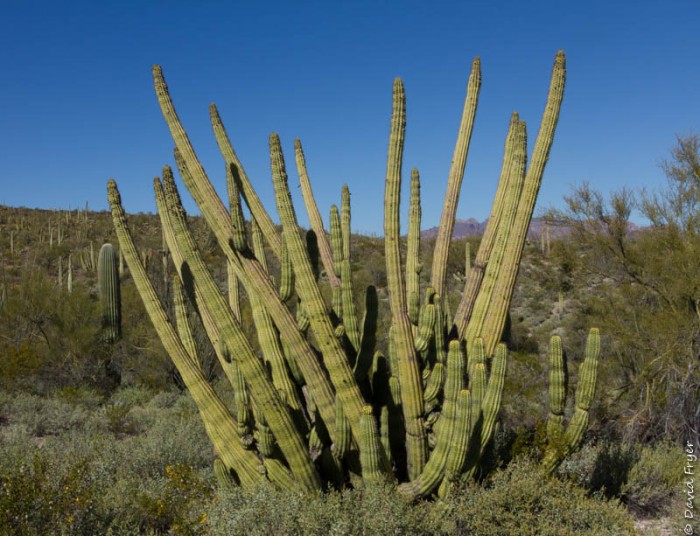 Organ Pipe Cactus National Monument March 2020-2