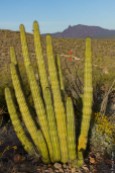 Organ Pipe Cactus NM March 2020-25-2